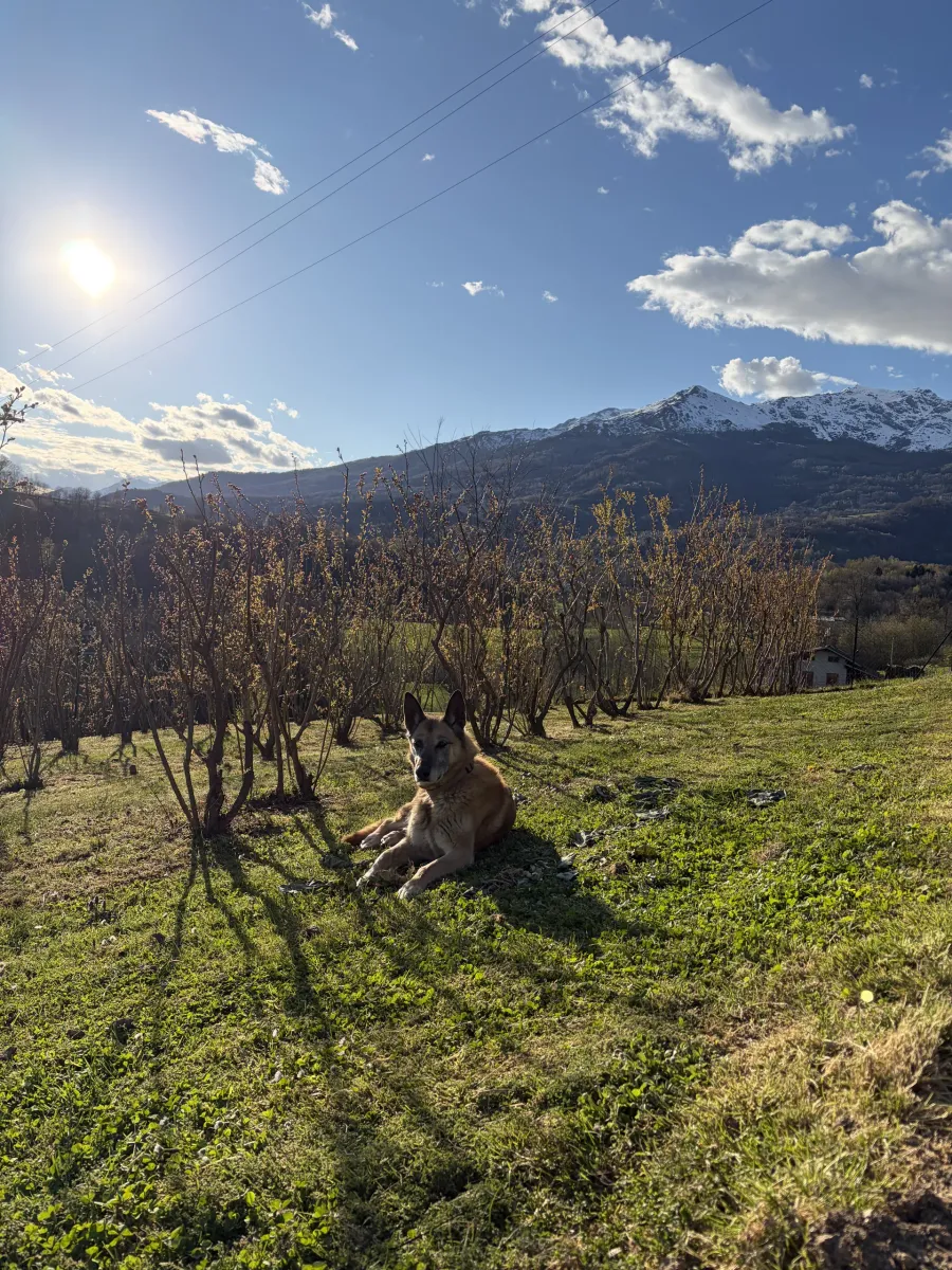 Asia riposa nel giardino soleggiato con le montagne sullo sfondo