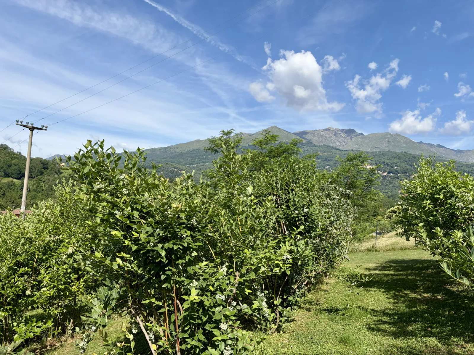 Filari di mirtilli nel giardino con le montagne sullo sfondo