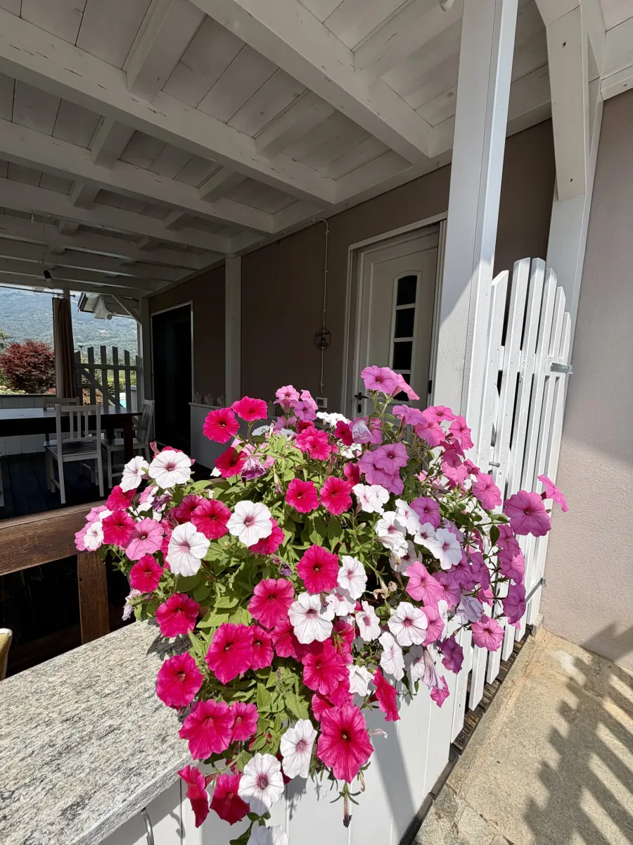 Petunie rosa, fucsia e bianche in fiore all'ingresso del portico
